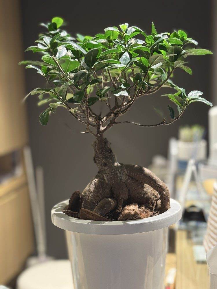 待合室のガジュマル